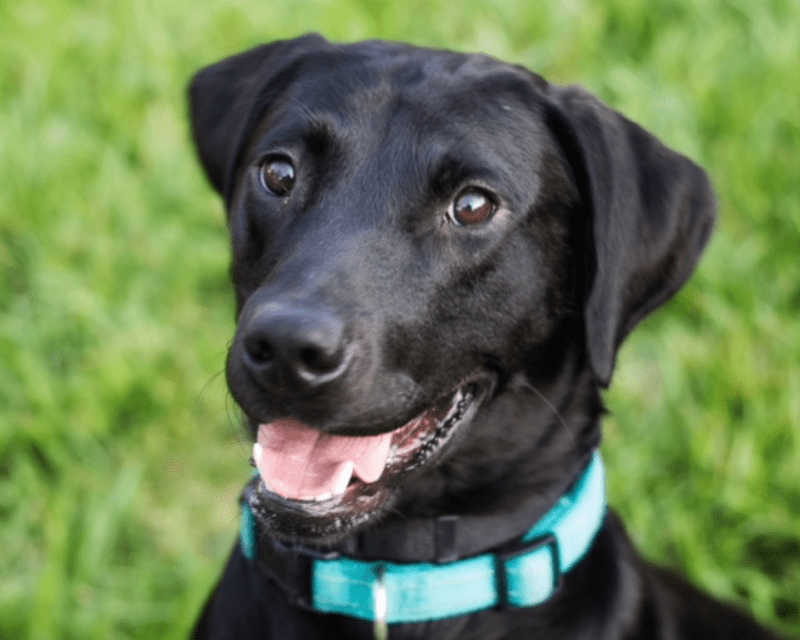 ABOUT Find It K9 Detection