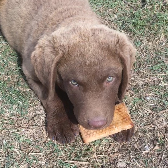 Chesapeake Bay Retriever Find Me a Pet