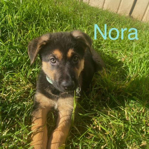 German shepherd straight back puppy’s Find Me a Pet