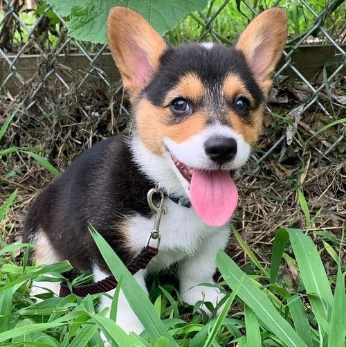 Strong,Athletic and Lively Pembroke Welsh pups for sale Find Me