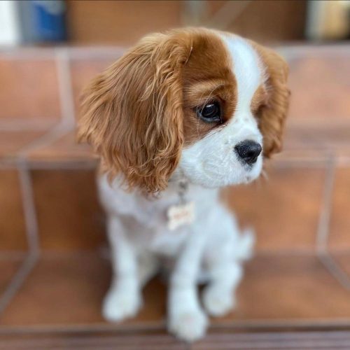 Puppies, Dogs, Cats or Kittens Forsale. List Online for Free. Find Me A Pet