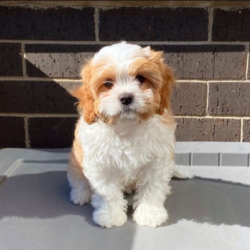 Cavoodles (Cavalier x Toy poodle) puppies for sale Find Me a Pet