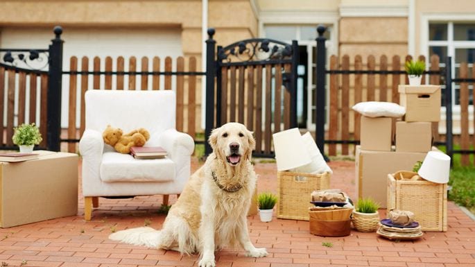 shipping pets across country