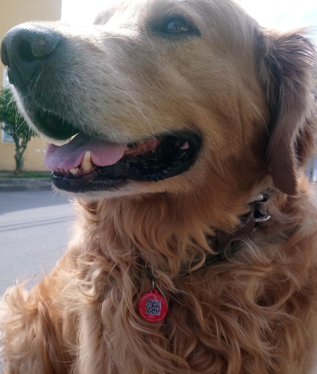 Encuentra tu mascota utilizando un chip y tu celular