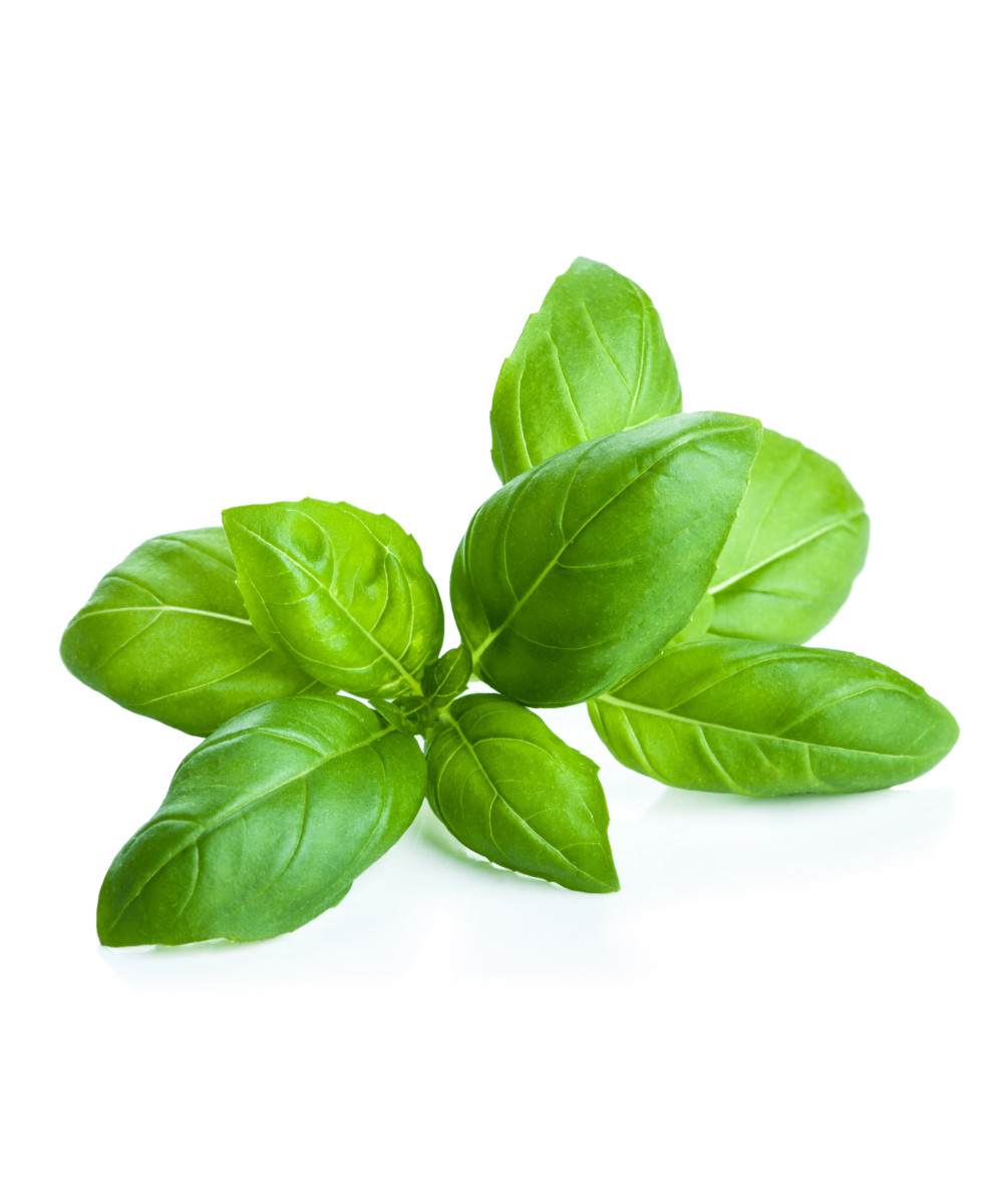 Basil Oil Fine Aromatics