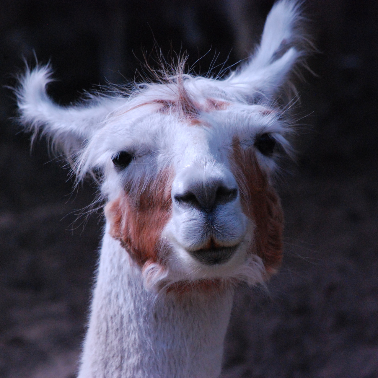 Guard Llamas at Work Fine Fiber Farm