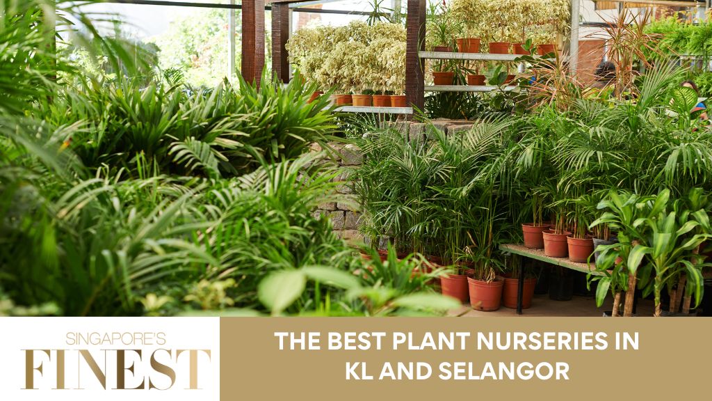 8 Trustworthy Plant Nurseries in KL and Selangor [2024]