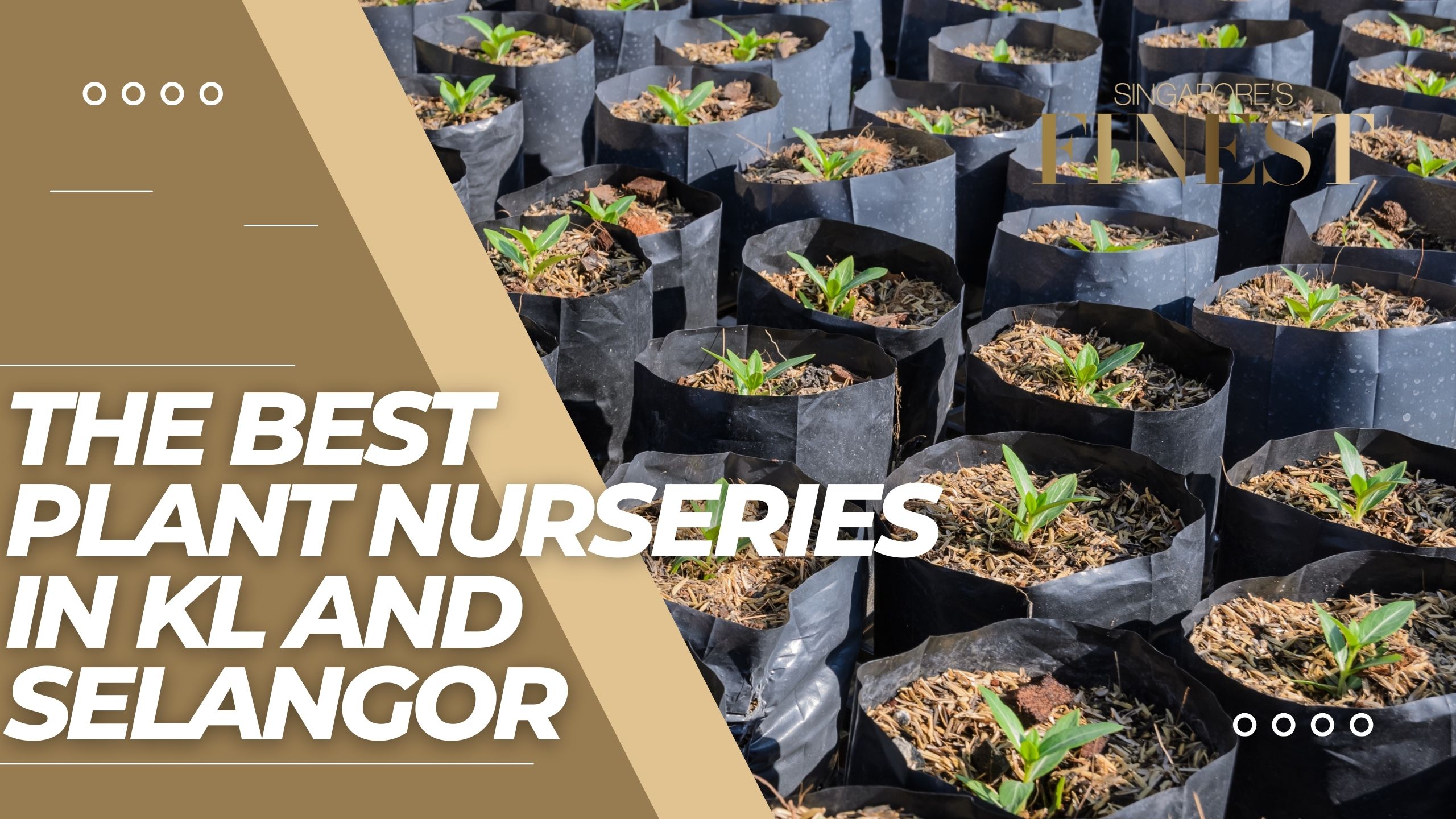 8 Trustworthy Plant Nurseries in KL and Selangor [2024]