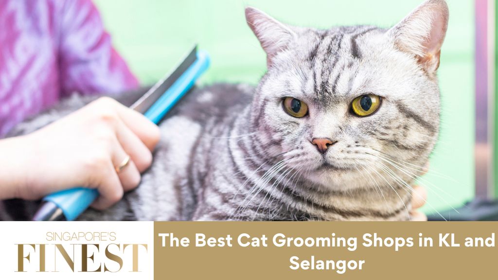 4 Trustworthy Cat Grooming Shops in KL and Selangor [2024]