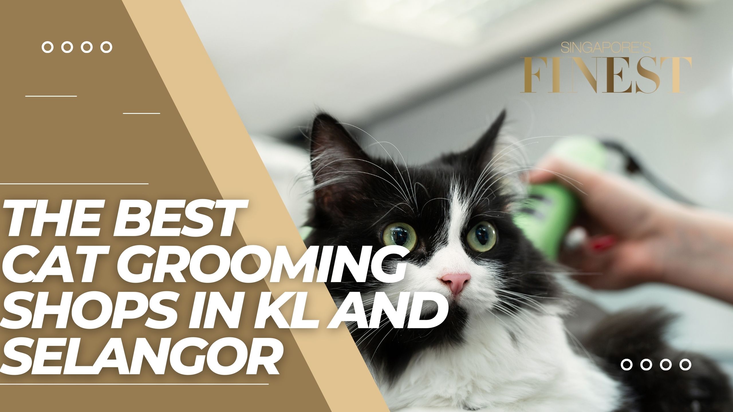 4 Trustworthy Cat Grooming Shops in KL and Selangor [2024]