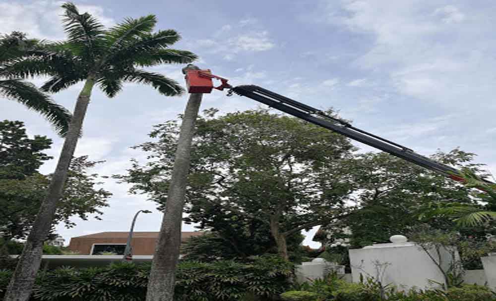 Tree Cutting FineWorkz Landscape Pte Ltd