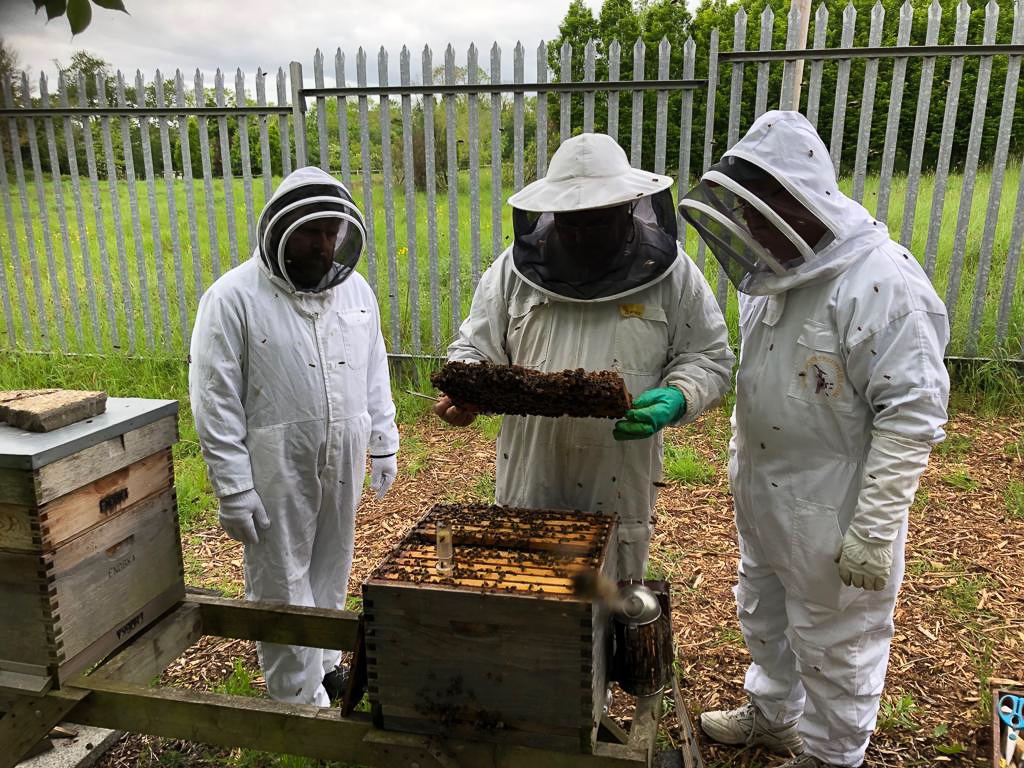 Beginners Fingal North Dublin Beekeepers' Association