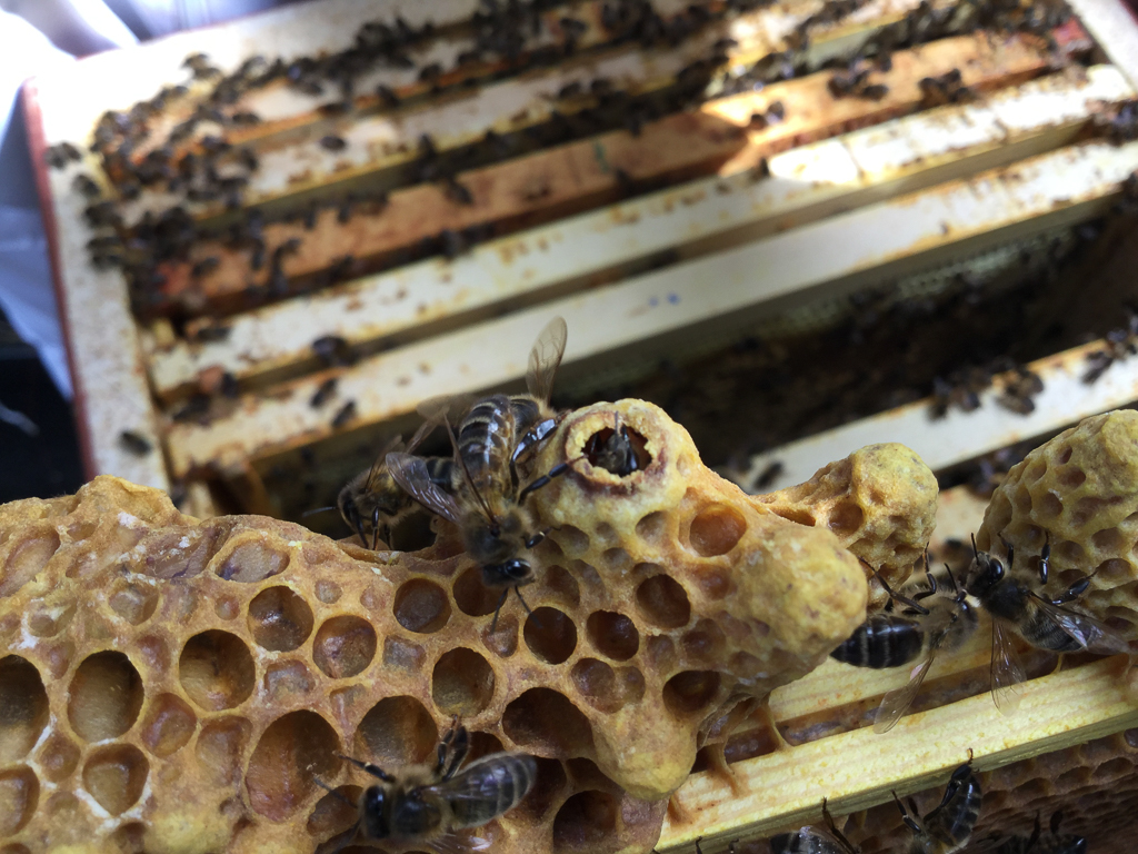Queen Cells Fingal North Dublin Beekeepers' Association