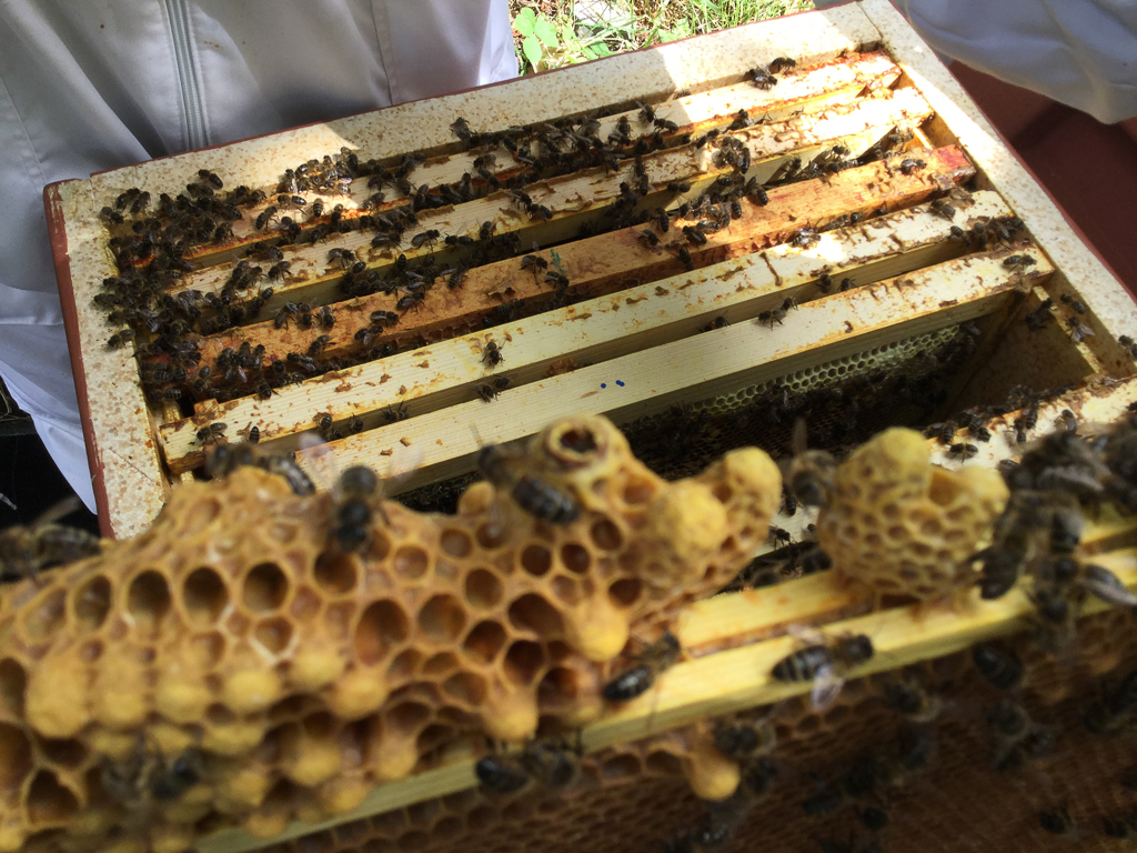 Queen Cells Fingal North Dublin Beekeepers' Association