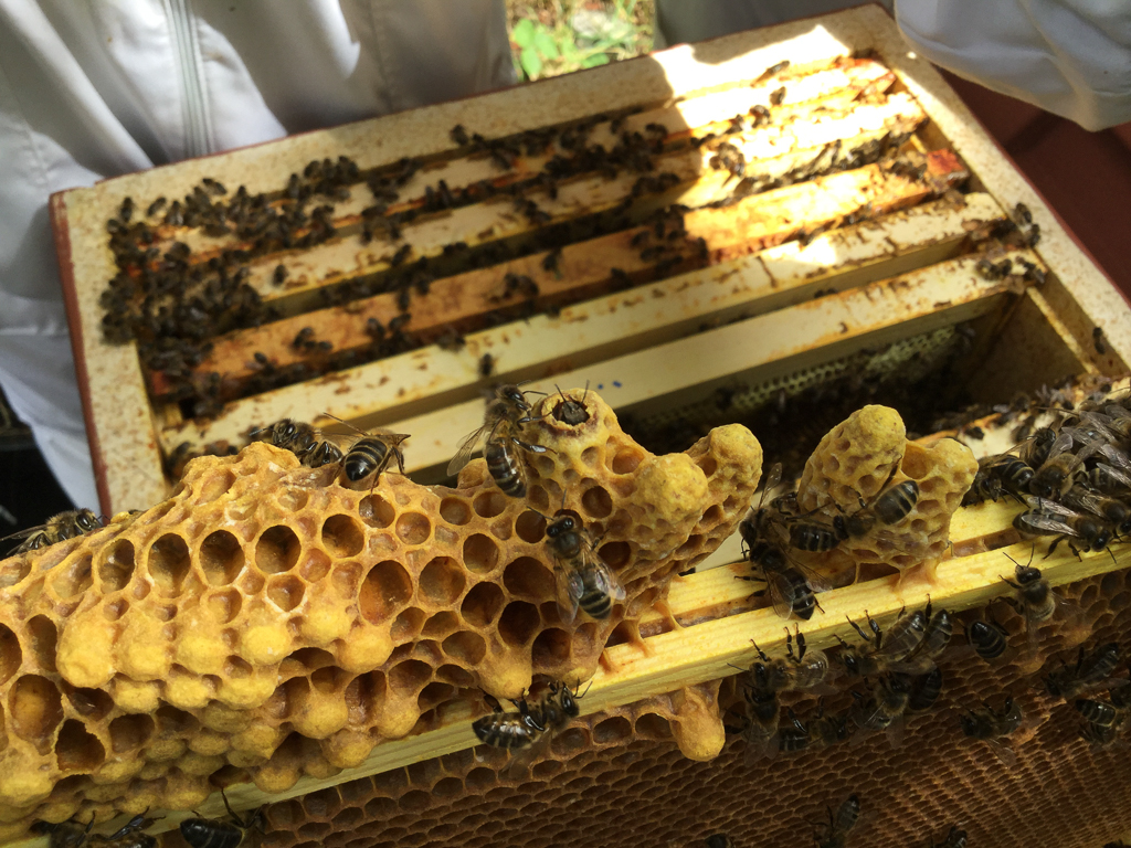 Queen Cells Fingal North Dublin Beekeepers' Association