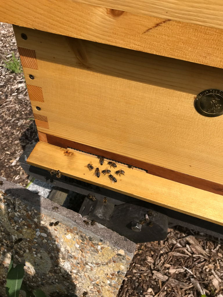 Beginners Fingal North Dublin Beekeepers' Association