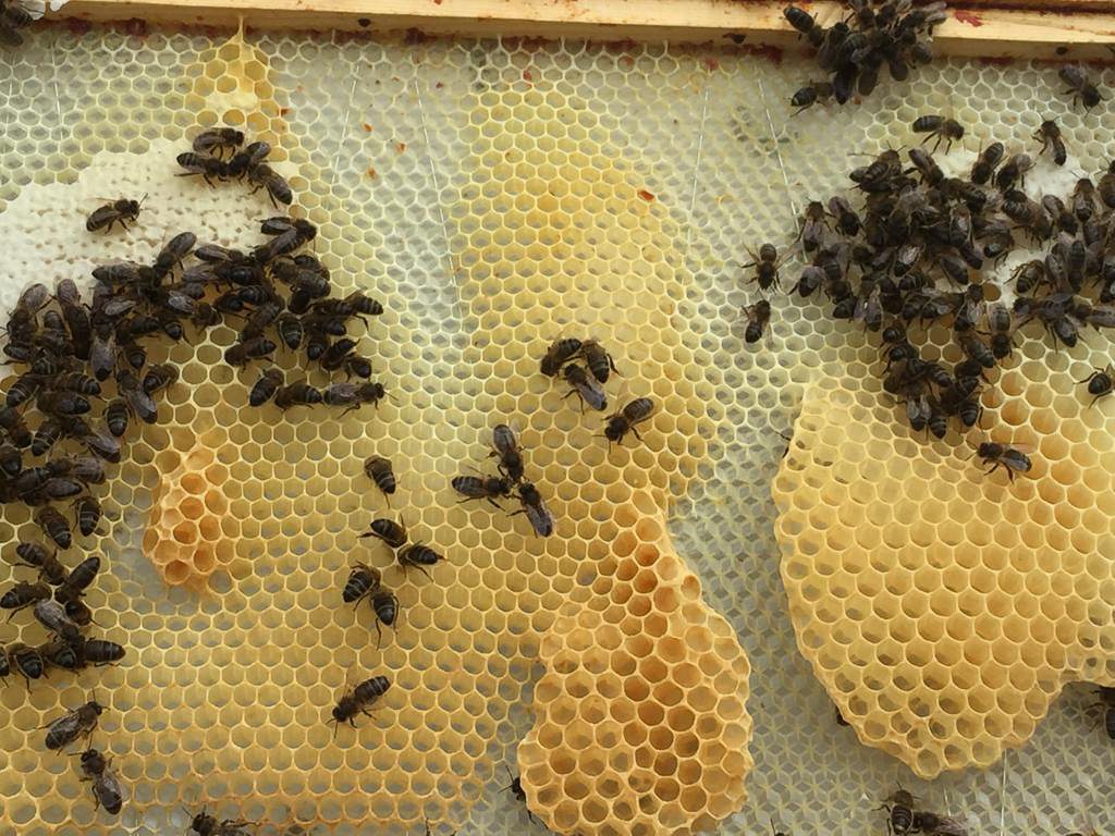 Gallery Fingal North Dublin Beekeepers' Association