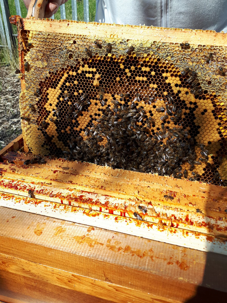 Beginners Fingal North Dublin Beekeepers' Association