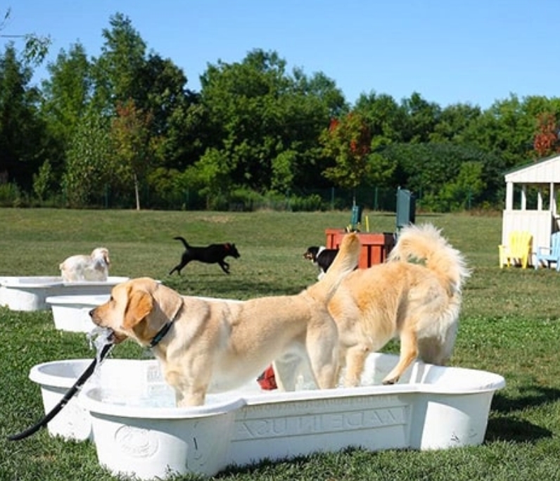 Daycare Finger Lakes Pet Resort Pet Daycare, Boarding, & Grooming