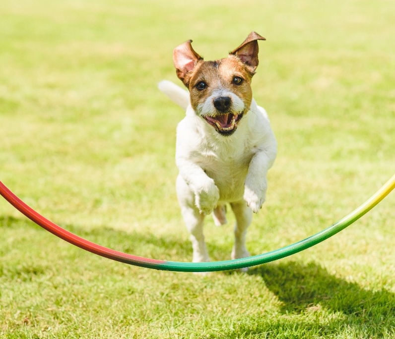 Training Finger Lakes Pet Resort Pet Daycare, Boarding, & Grooming