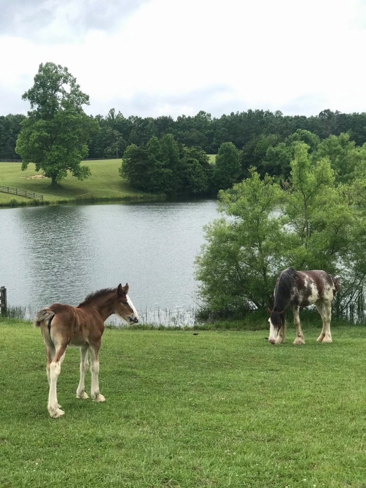 Gallery Finley Farms