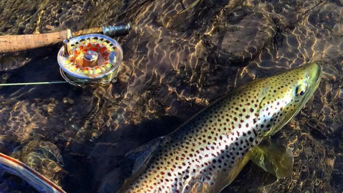 Finn Provisions Guided Fly Fishing Spearfish Canyon, SD