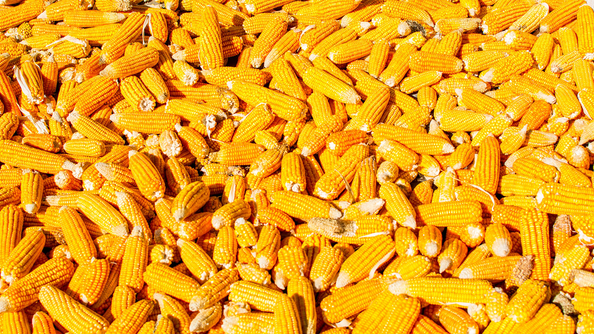 Using Corn as Fish Bait The Ultimate Guide Finn's Fishing Tips