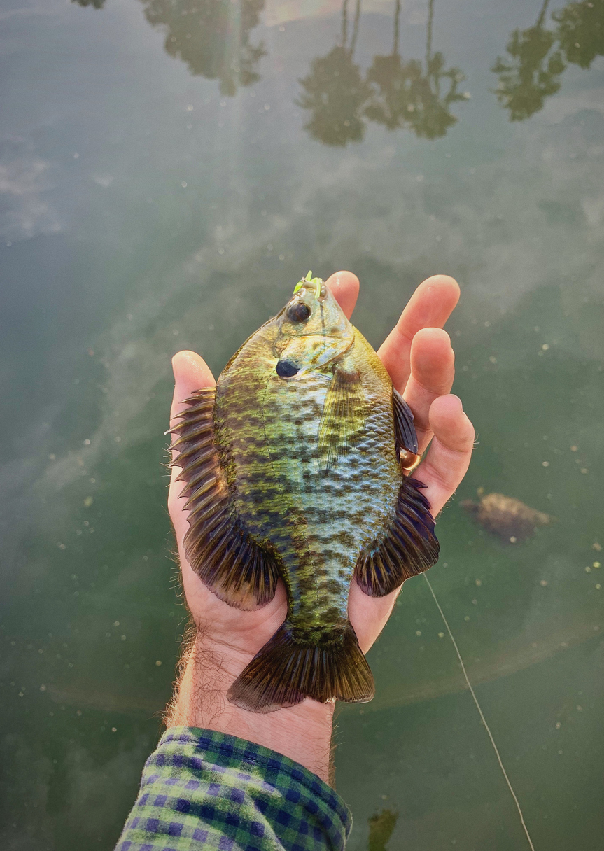 Top 5 Types of Panfish You Can Fish For Finn's Fishing Tips