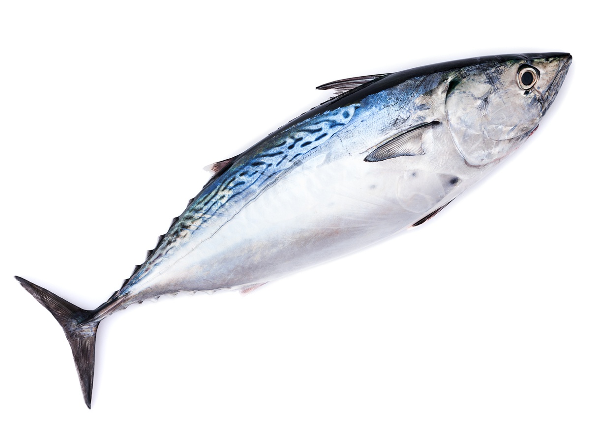 Exploring the Flavor Profile of Bonito Fish Finn's Fishing Tips