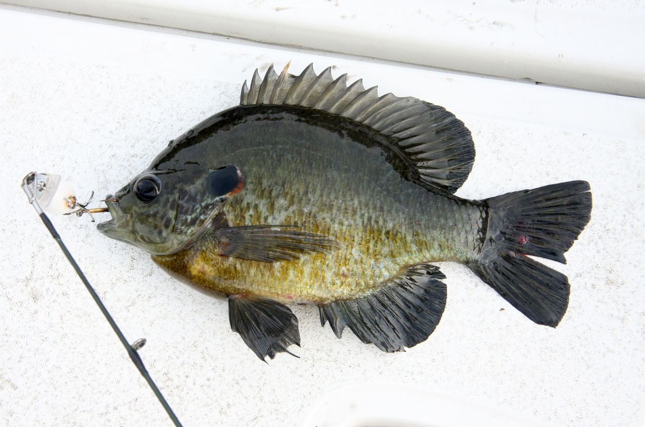 Top 5 Types of Panfish You Can Fish For Finn's Fishing Tips