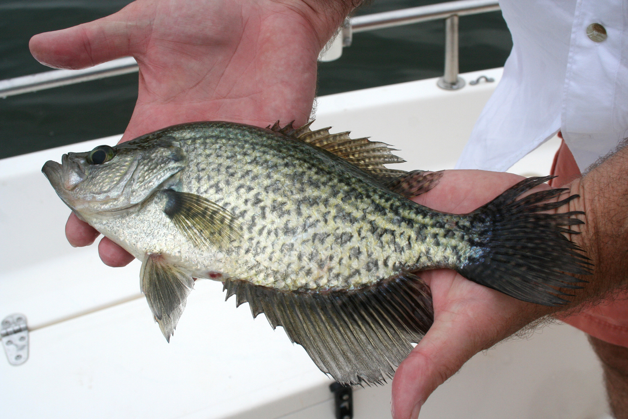 Fly Fishing for Crappie Learn from a Guide Finn's Fishing Tips