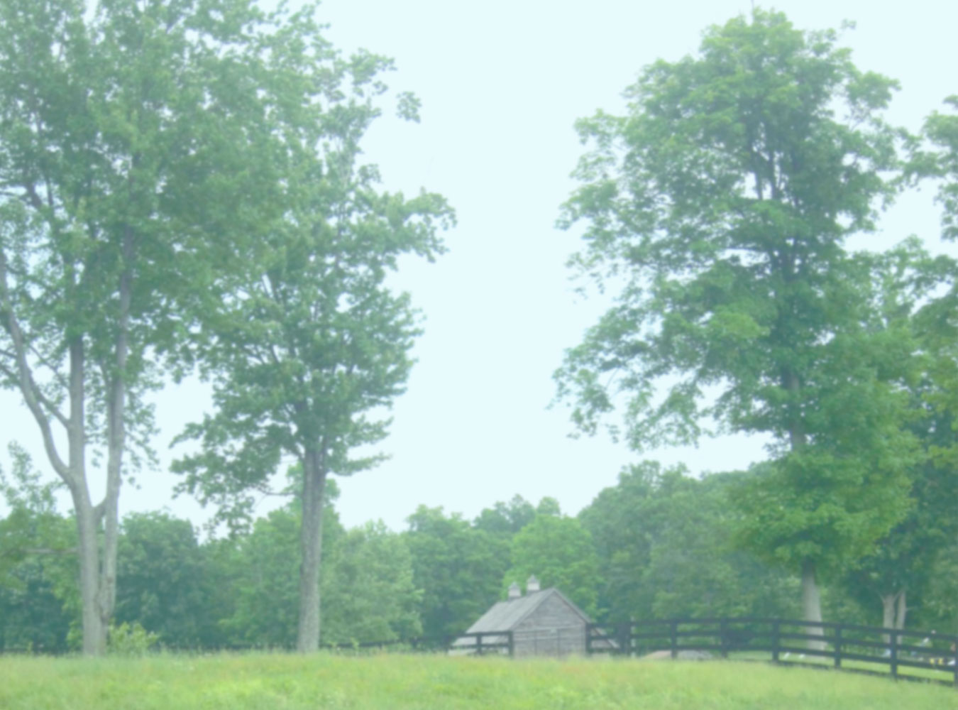 EweBackground Point of View Farm Purebred Registered Finnsheep