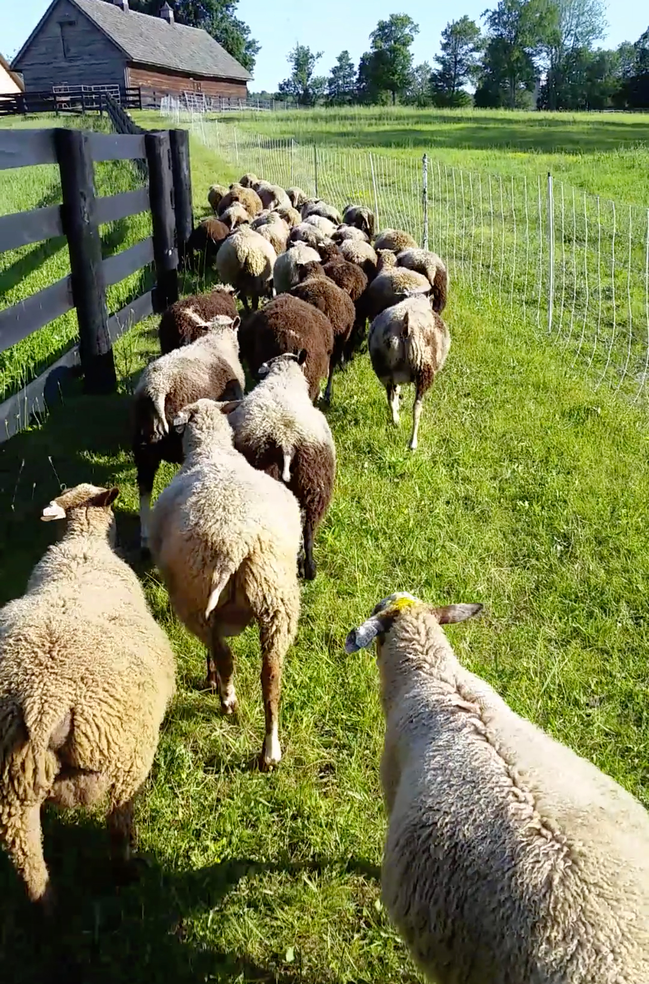 Finnsheep Point of View Farm Purebred Registered Finnsheep