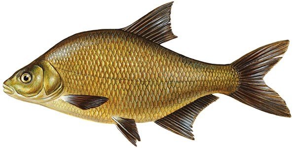 рыба на финском языке. Смотреть фото рыба на финском языке. Смотреть картинку рыба на финском языке. Картинка про рыба на финском языке. Фото рыба на финском языке рыба на финском языке. Смотреть фото рыба на финском языке. Смотреть картинку рыба на финском языке. Картинка про рыба на финском языке. Фото рыба на финском языке