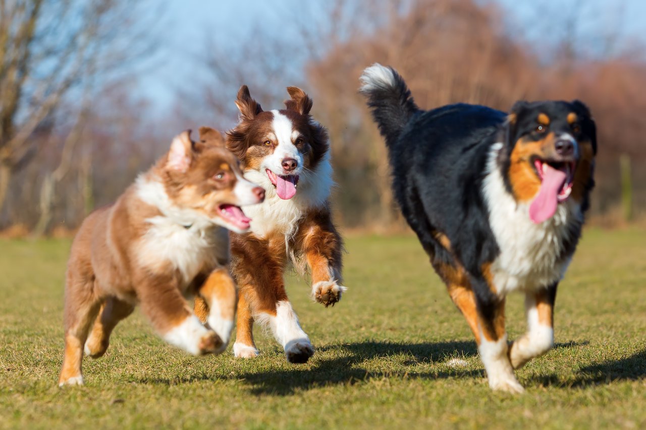 How To Start a Dog Boarding Business?