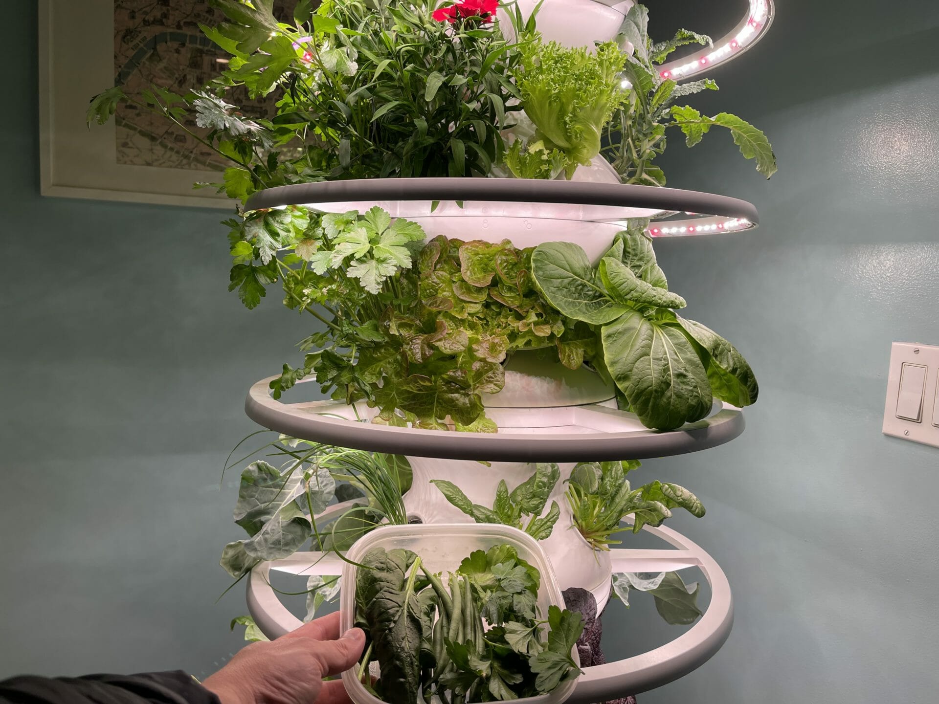 Lettuce Grow Farmstand Review Is It Worth It? Pros, Cons