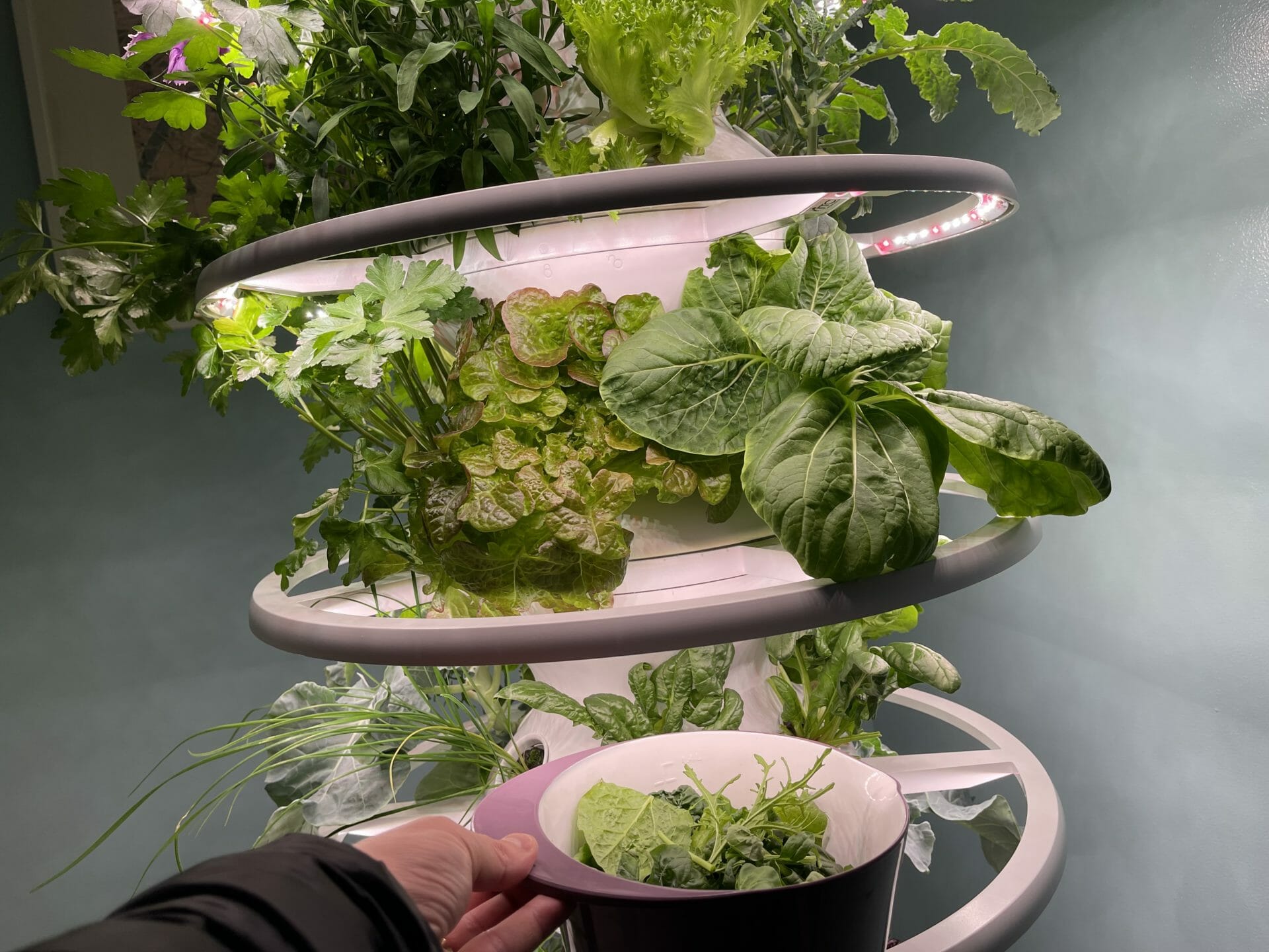 Lettuce Grow Farmstand Review Is It Worth It? Pros, Cons