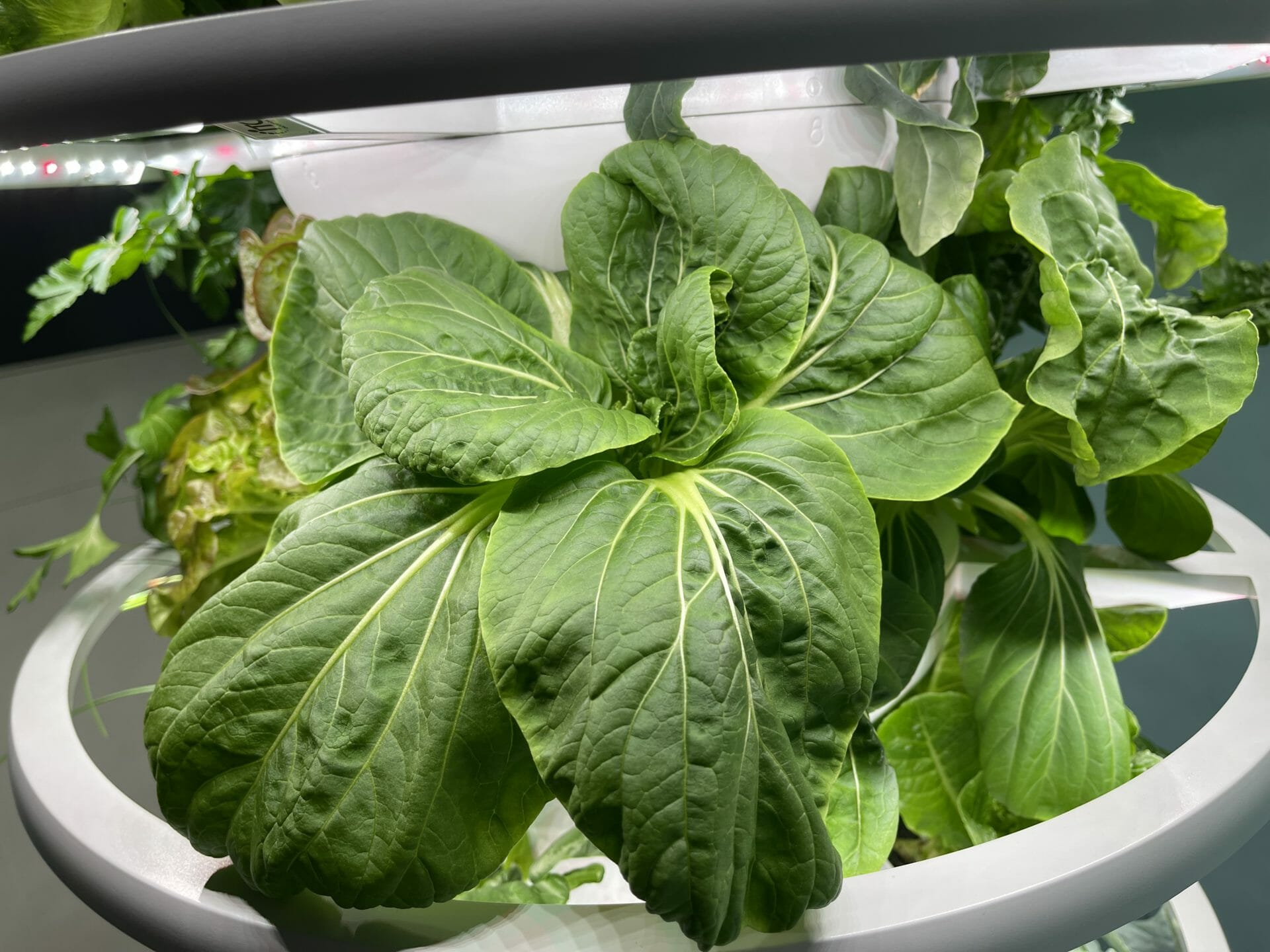 Lettuce Grow Farmstand Review Is It Worth It? Pros, Cons