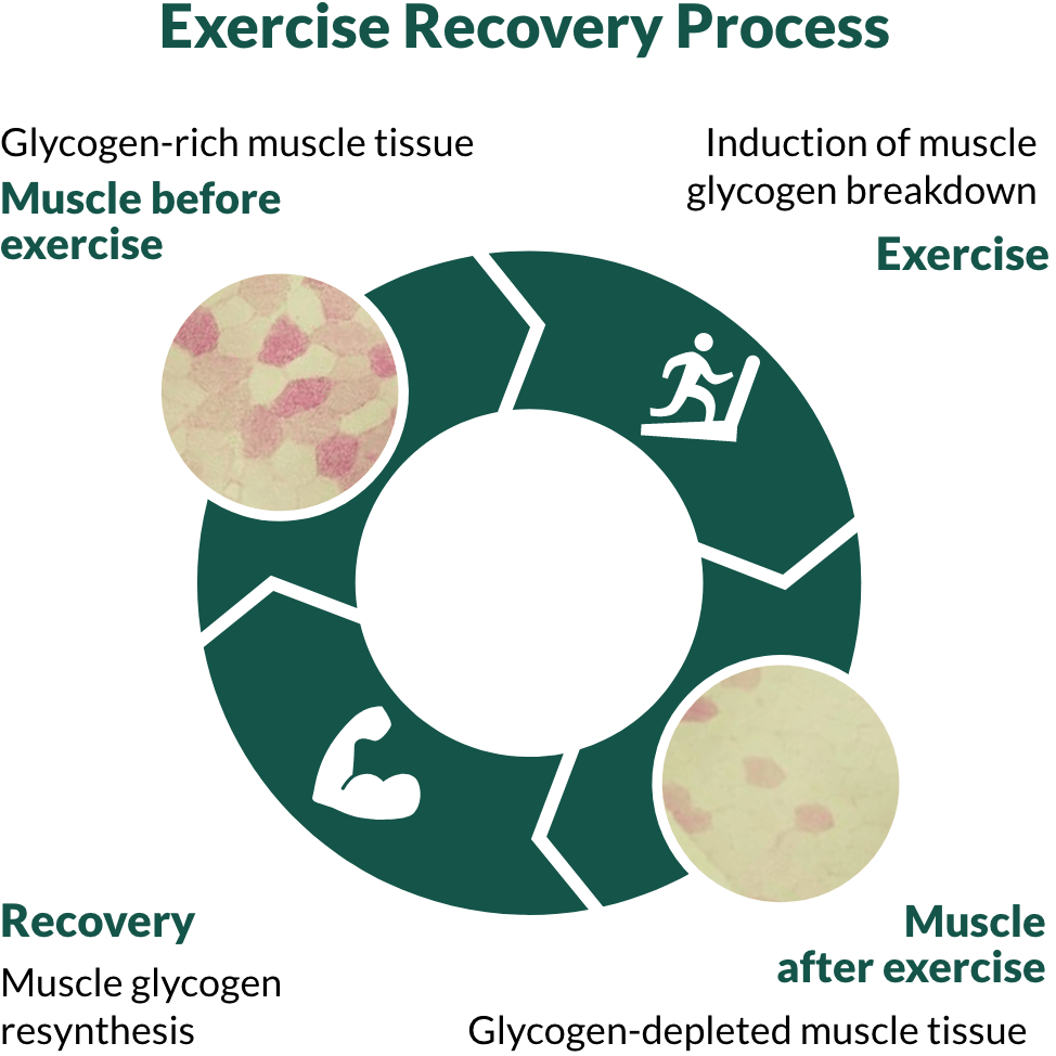 Recovera Improves Muscle Recovery