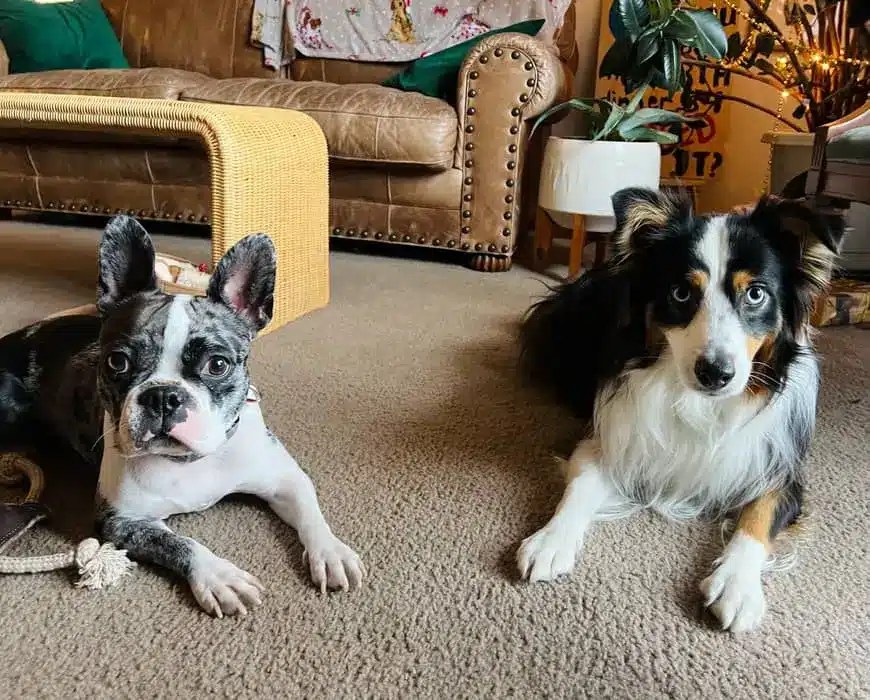 Is the Cost of Dog Training Worth It? My Experience and Thoughts