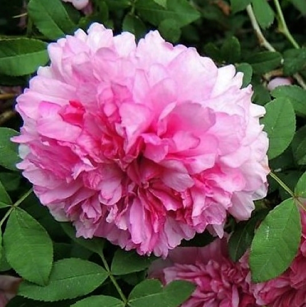 Rosa Roxburghii Plena Fior di Rovo