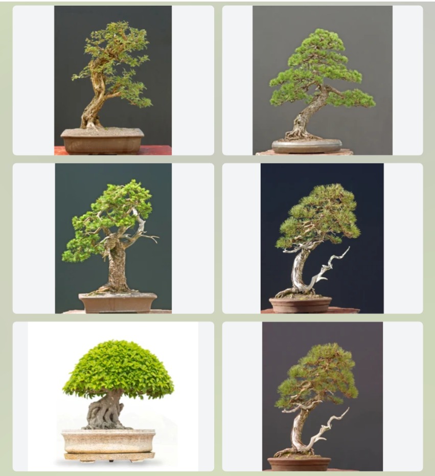 bonsai tree Fioritalia Florists Edinburgh