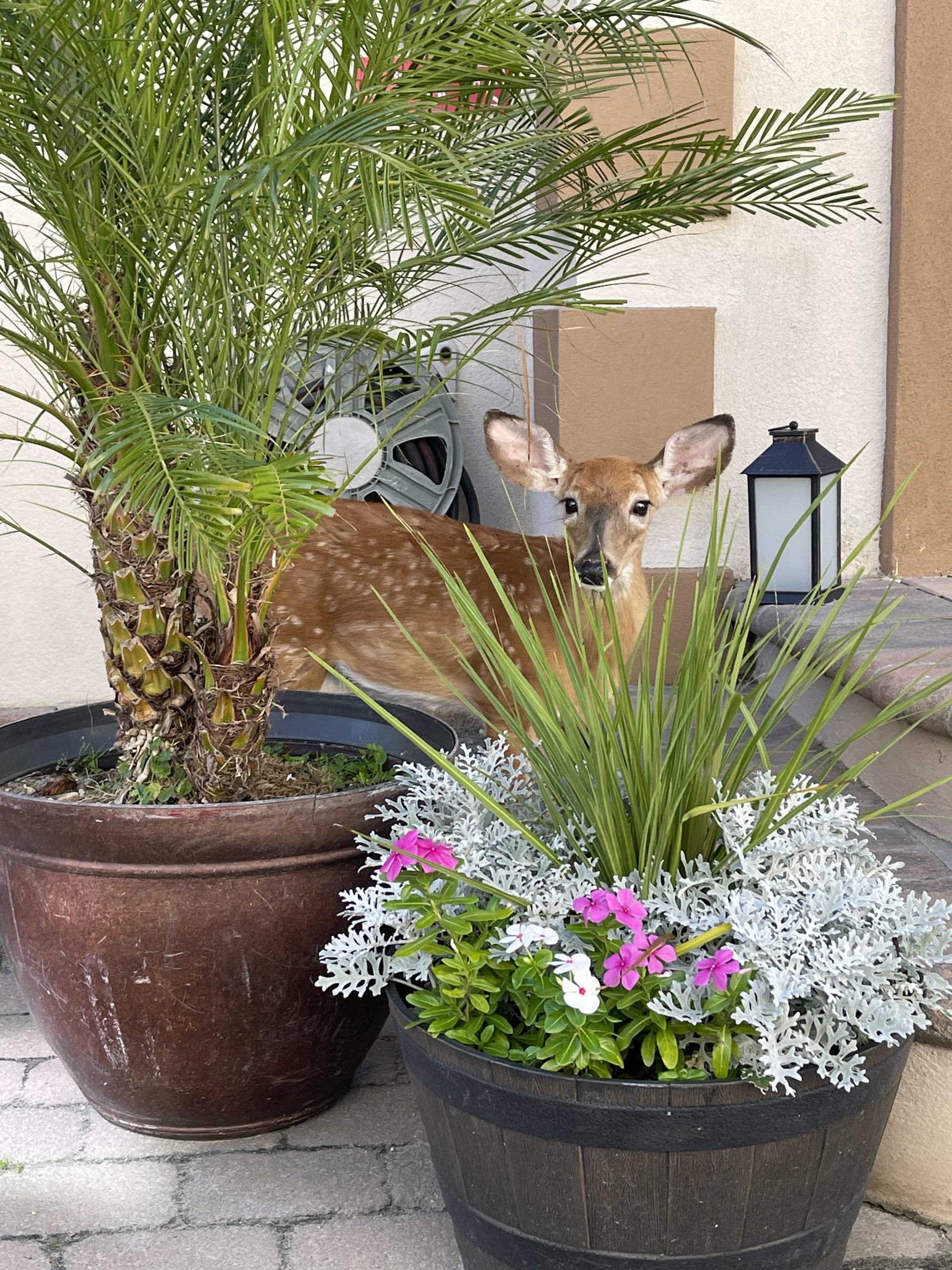 Tumbleweed Tuesday Fire Island Plumbing Co.