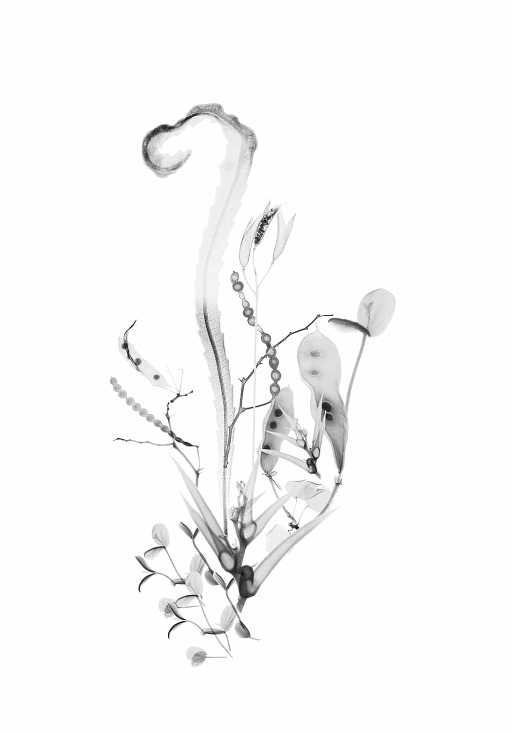 Dornith Doherty — Firecracker