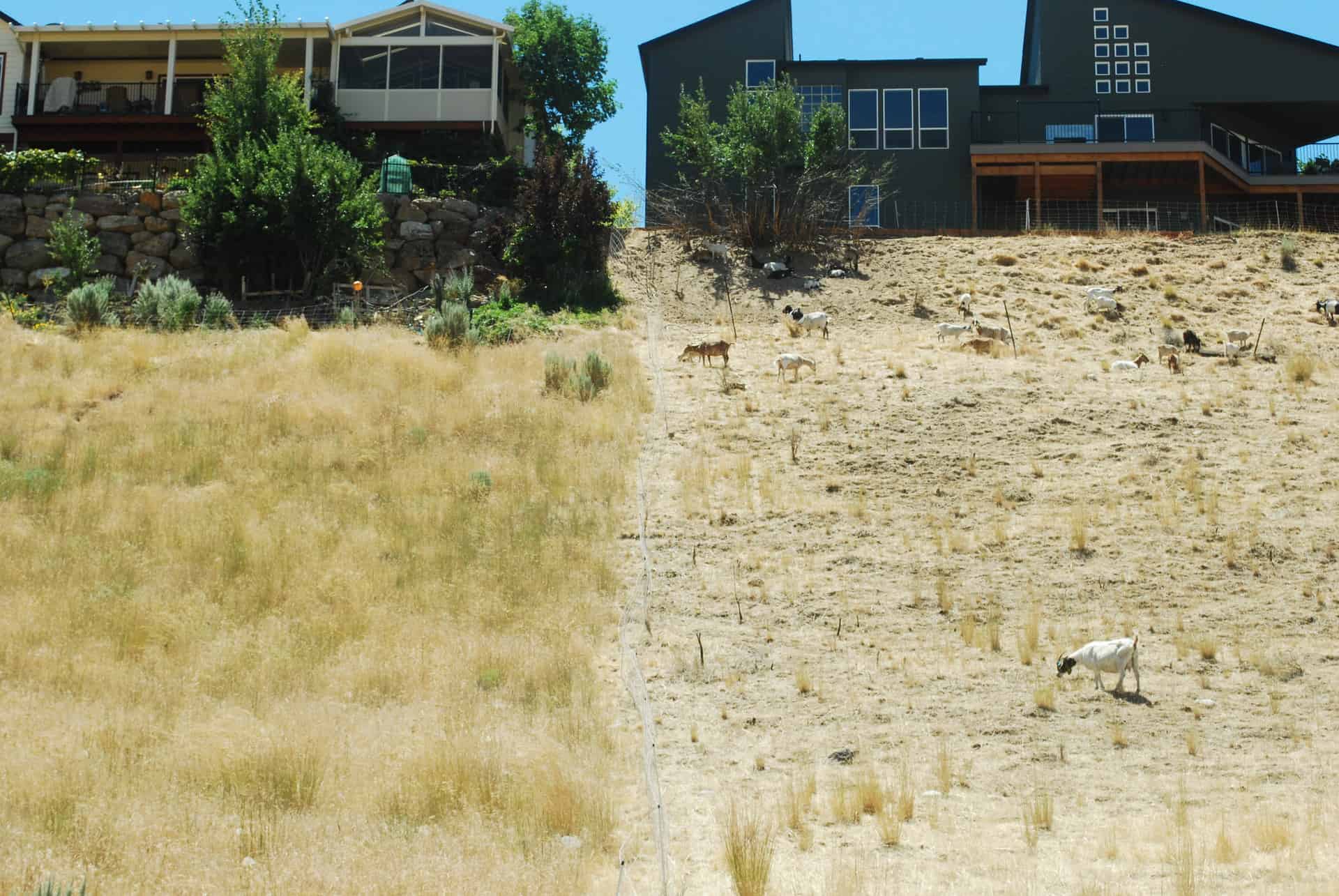 a landscapescale revegetation project