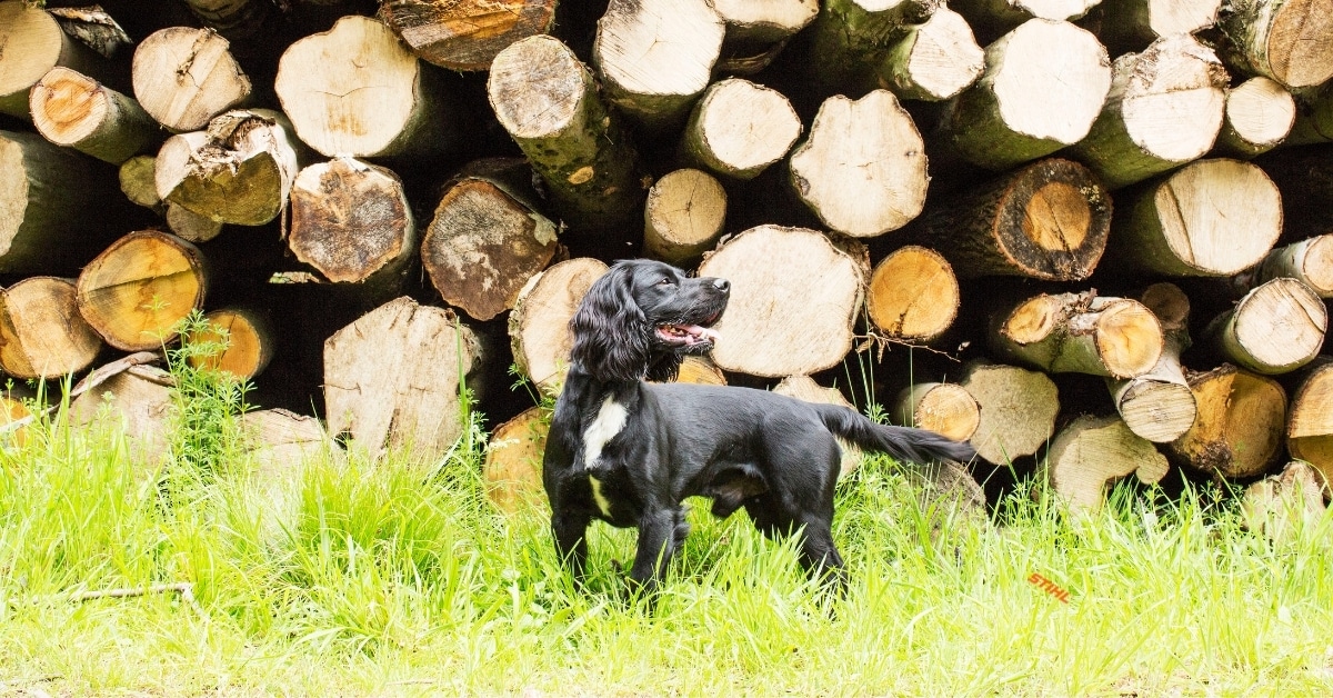 Using Chainsaws Safely Around Dogs And Other Pets