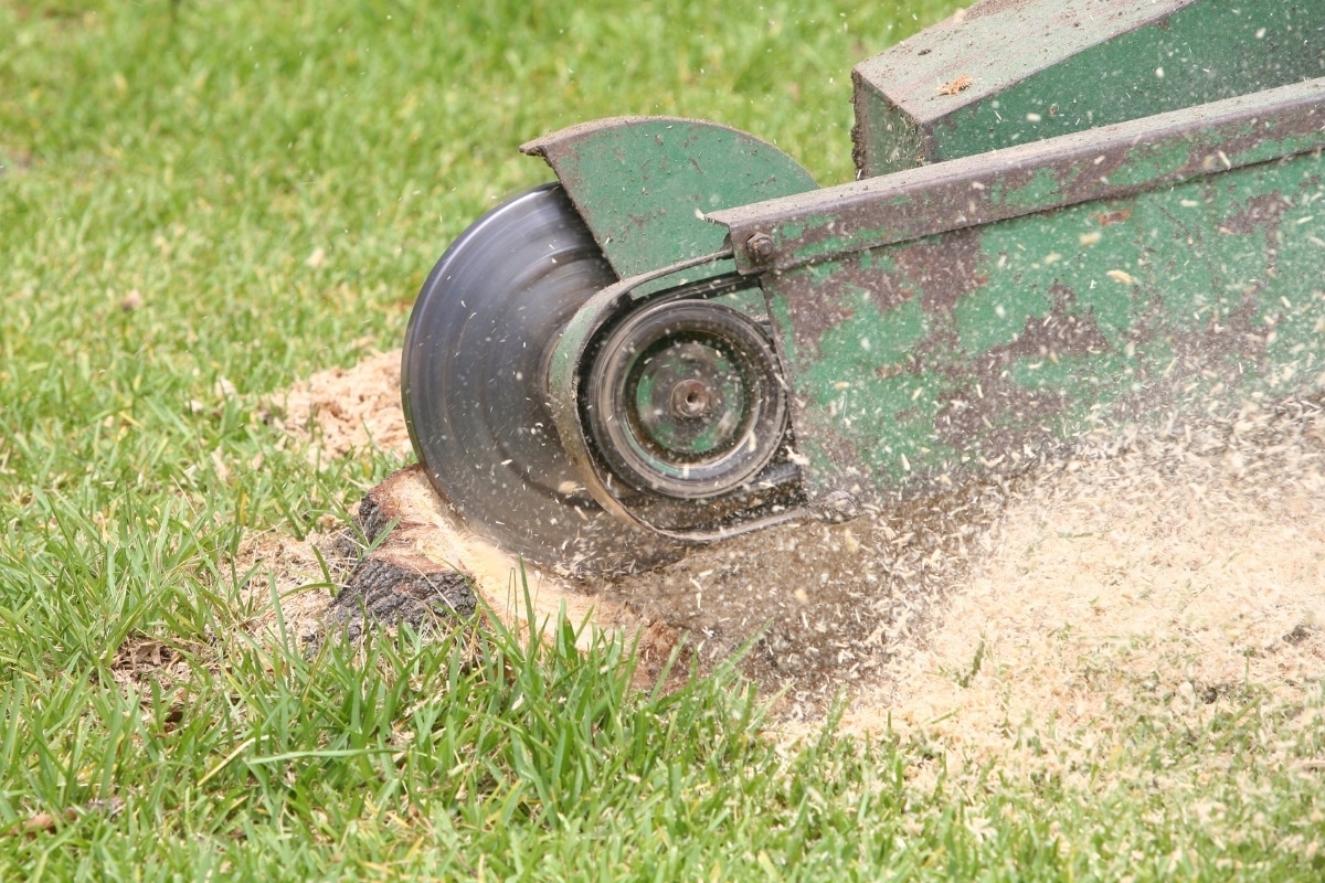 What To Do After Stump Grinding Planting Grass After Tree Removal 2022