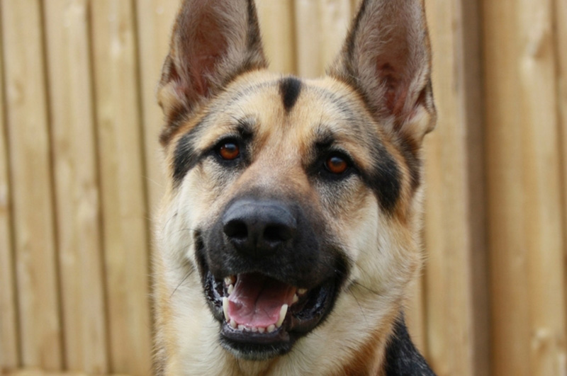 Will My Dog Protect Me? Firearm Mentor