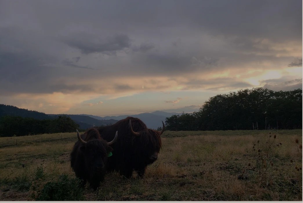Yak For Sale Firebird Farms
