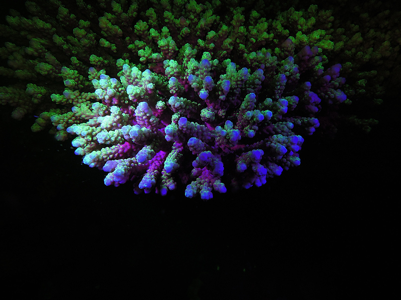 Barrier Filter Discussion Scuba World